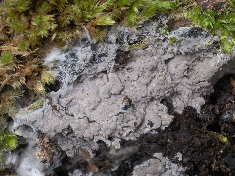 Tomentella testaceogilva